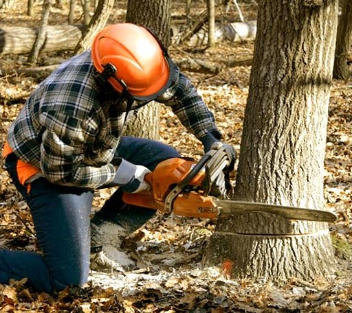 Tree Removal in Bellvue, CO
